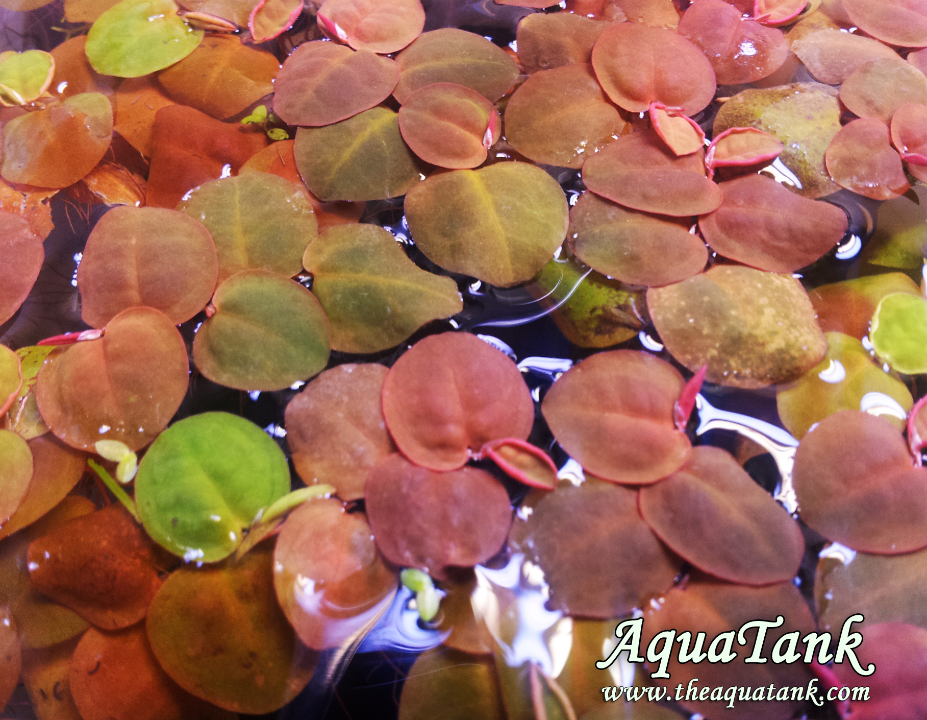Phyllanthus Fluitans aquarium plant AquaTank Rare Aquarium Plants